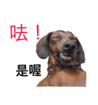 q dogs life（個別スタンプ：8）