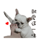 French Bulldog family（個別スタンプ：1）