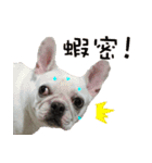 French Bulldog family（個別スタンプ：2）