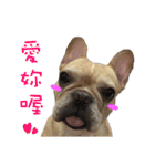 French Bulldog family（個別スタンプ：6）