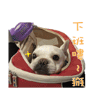 French Bulldog family（個別スタンプ：7）