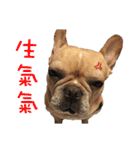 French Bulldog family（個別スタンプ：10）