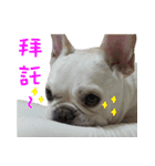 French Bulldog family（個別スタンプ：11）