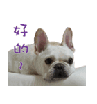 French Bulldog family（個別スタンプ：13）