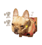 French Bulldog family（個別スタンプ：14）