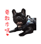 French Bulldog Daily mood（個別スタンプ：2）