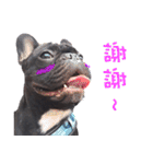 French Bulldog Daily mood（個別スタンプ：3）