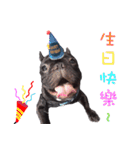 French Bulldog Daily mood（個別スタンプ：5）