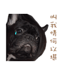 French Bulldog Daily mood（個別スタンプ：7）