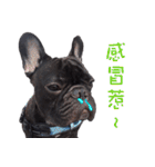 French Bulldog Daily mood（個別スタンプ：9）