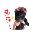 French Bulldog Daily mood（個別スタンプ：10）