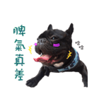 French Bulldog Daily mood（個別スタンプ：11）