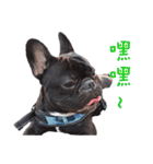 French Bulldog Daily mood（個別スタンプ：12）