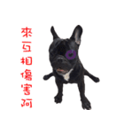 French Bulldog Daily mood（個別スタンプ：13）