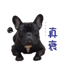 French Bulldog Daily mood（個別スタンプ：14）