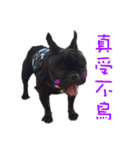 French Bulldog Daily mood（個別スタンプ：15）