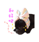 French Bulldog Daily mood（個別スタンプ：16）