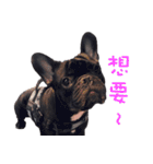 French Bulldog Daily mood（個別スタンプ：17）