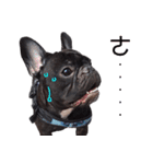 French Bulldog Daily mood（個別スタンプ：18）