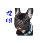 French Bulldog Daily mood（個別スタンプ：20）