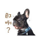 French Bulldog Daily mood（個別スタンプ：22）