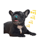 French Bulldog Daily mood（個別スタンプ：24）