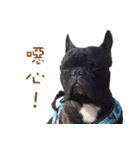 French Bulldog Daily mood（個別スタンプ：25）