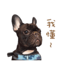 French Bulldog Daily mood（個別スタンプ：26）