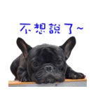 French Bulldog Daily mood（個別スタンプ：27）