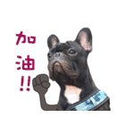 French Bulldog Daily mood（個別スタンプ：28）