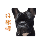 French Bulldog Daily mood（個別スタンプ：29）