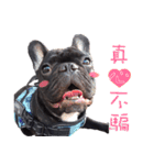 French Bulldog Daily mood（個別スタンプ：31）