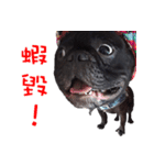 French Bulldog Daily mood（個別スタンプ：32）