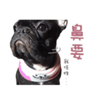 French Bulldog Daily mood（個別スタンプ：34）