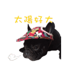 French Bulldog Daily mood（個別スタンプ：37）