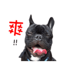 French Bulldog Daily mood（個別スタンプ：39）