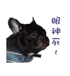 French Bulldog Daily mood（個別スタンプ：40）