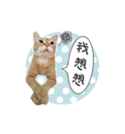 Giniの猫5匹（個別スタンプ：3）