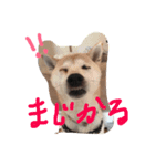 柴犬パーシー（個別スタンプ：2）