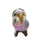 セキセイインコのニョニョ（個別スタンプ：2）