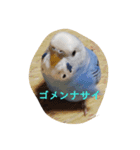 セキセイインコのニョニョ（個別スタンプ：7）