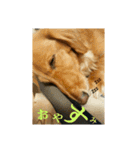 doglovefamily（個別スタンプ：1）