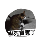 win win cat（個別スタンプ：4）