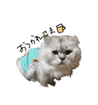 もふもふねこ(チンチラ)（個別スタンプ：8）