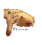 もふもふねこ(チンチラ)（個別スタンプ：18）