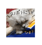 もふもふねこ(チンチラ)（個別スタンプ：28）