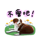 Kelly！ボーダーシェパード（個別スタンプ：19）