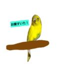 yellow bird rexy（個別スタンプ：1）