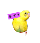 yellow bird rexy（個別スタンプ：2）