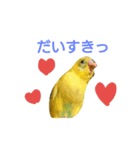 yellow bird rexy（個別スタンプ：4）